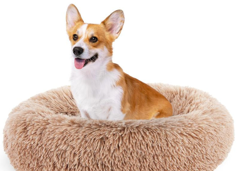 Corgi brown bed